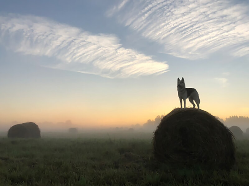 фотография тумана